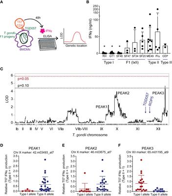 Variation in CD8 T cell IFNγ differentiation to strains of Toxoplasma gondii is characterized by small effect QTLs with contribution from ROP16